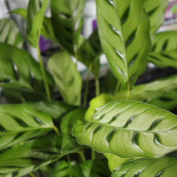 Indoor plants