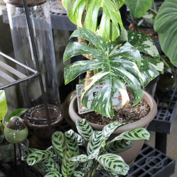 Indoor plants