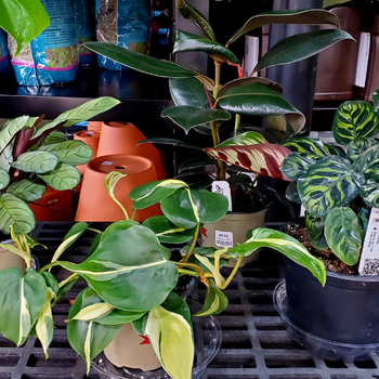 Indoor plants