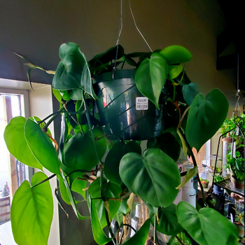 Indoor plants