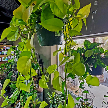 Indoor plants