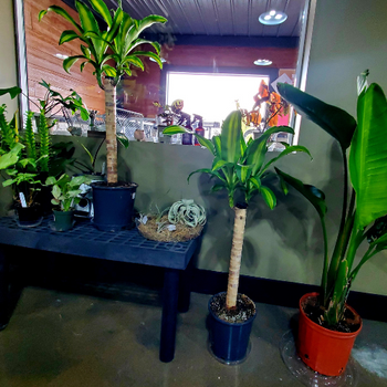 Indoor plants