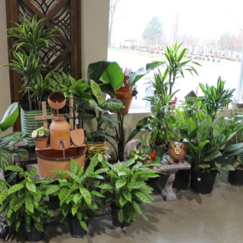 Indoor plants