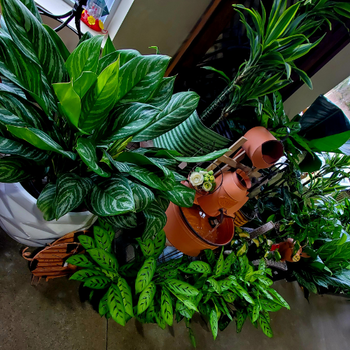 Indoor plants