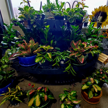 Indoor plants