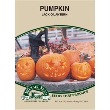 Wetsel Seed Pumpkin - Jack-O-Lantern