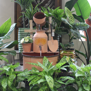 Indoor plants