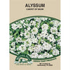 Wetsel Seed Alyssum Carpet of Snow