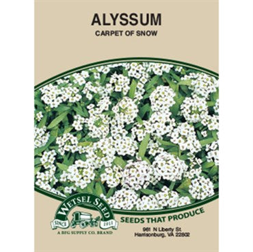 Wetsel Seed Alyssum Carpet of Snow