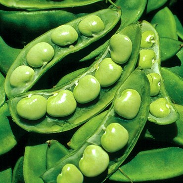 Wetsel Seed Lima Bean - King of the Garden (10g Packet)