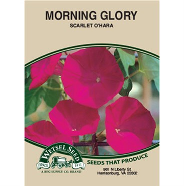 Wetsel Seed Morning Glory Scarlet O’Hara (1.5g Packet)