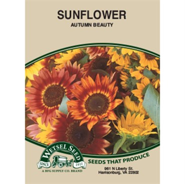 Wetsel Seed Sunflower - Autumn Beauty (2g Packet)