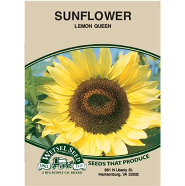 Wetsel Seed Sunflower - Lemon Queen (2g Packet)