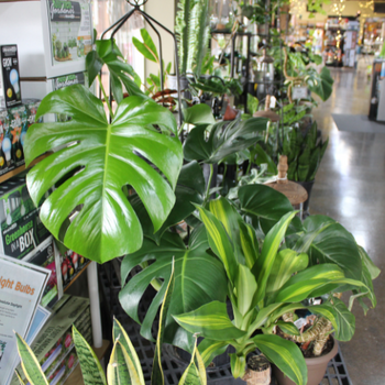 Indoor plants