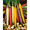 Wetsel Seed Carrots - Rainbow Blend