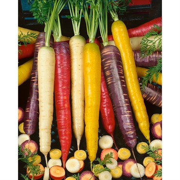 Wetsel Seed Carrots - Rainbow Blend (280mg Packet)