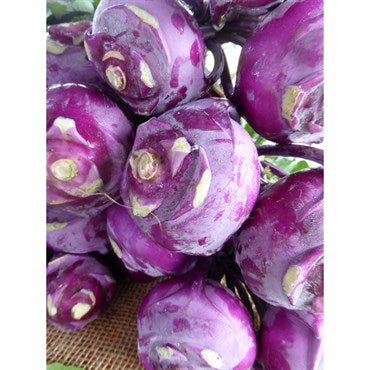 Wetsel Seed Kohlrabi - Early Purple Vienna (3g Packet)