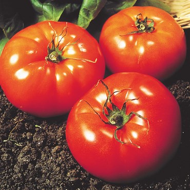 Wetsel Seed Tomato, Colonial