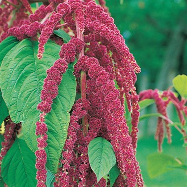 Wetsel Seed Amaranth - Red Garnet