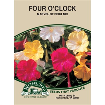 Wetsel Seed Four O'clock Marvel of Peru