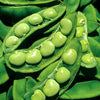 Wetsel Seed Lima Bean - King of the Garden