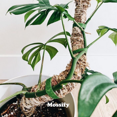 Mossify The Original Bendable Moss Pole™
