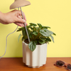 We The Wild Instant Sun Houseplant Grow Lamp