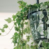 Curtis Wagner Plastics 12″ Hanging Basket Drip Pan